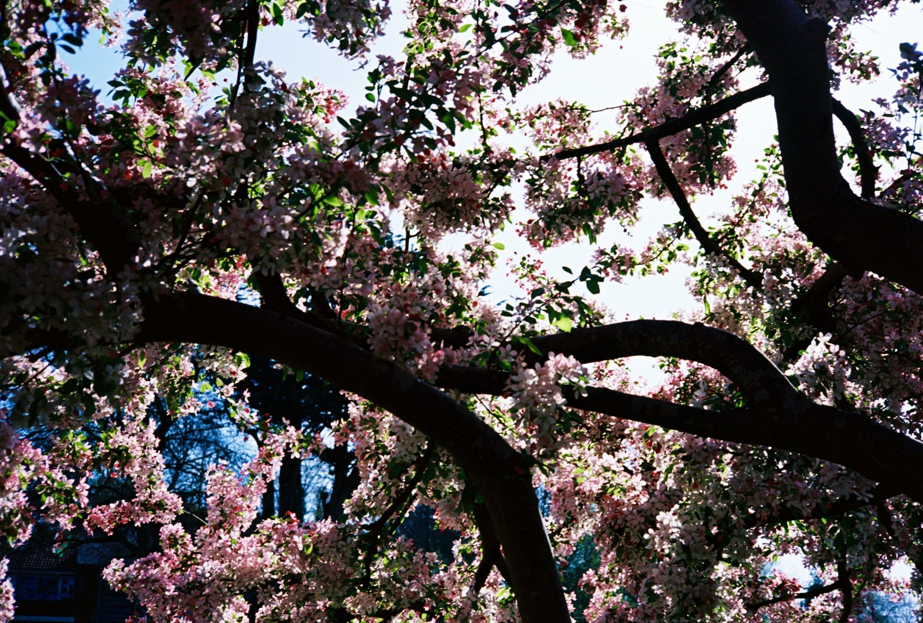 35mm film photograph 15
